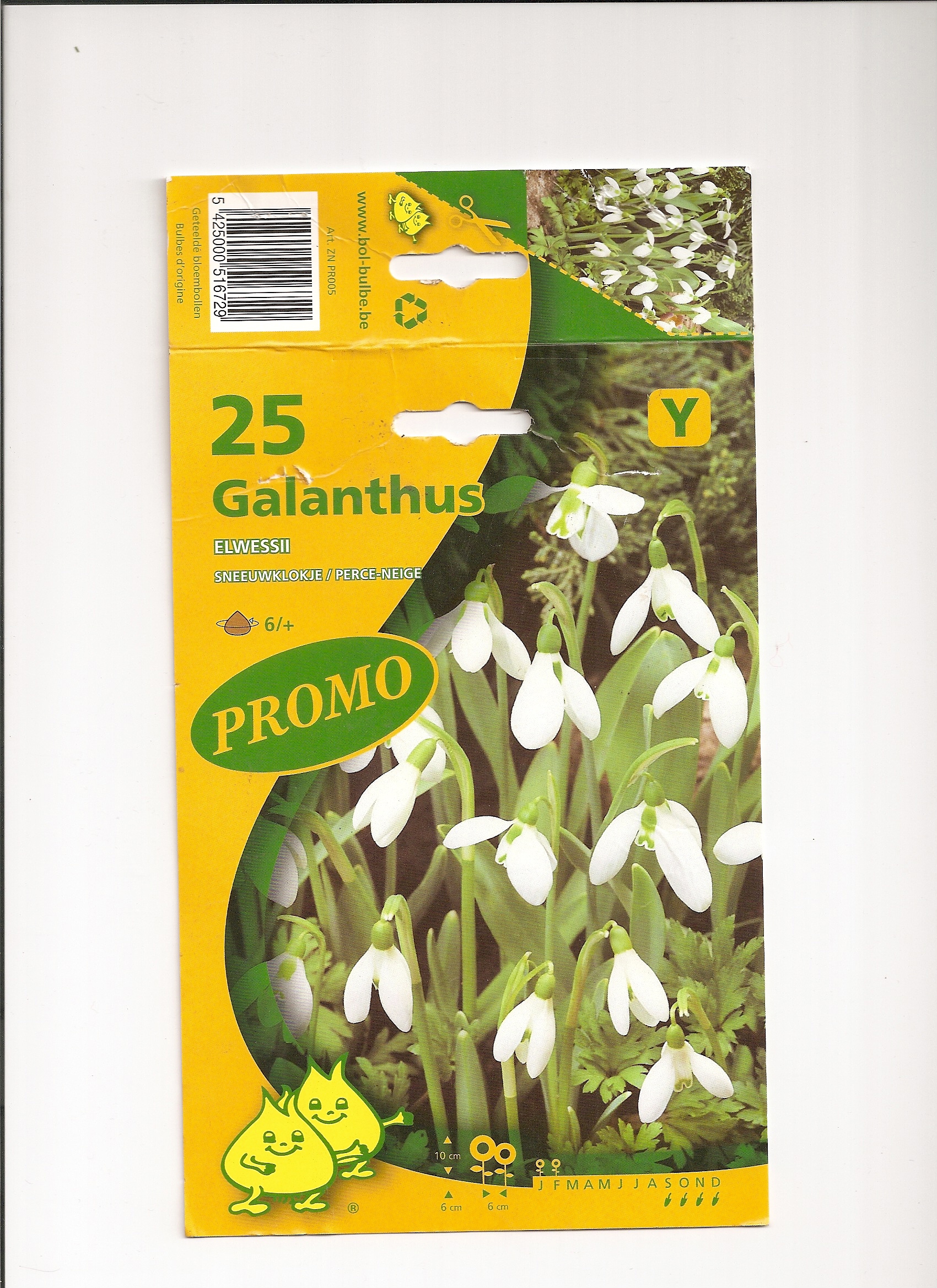 Galanthus.jpg